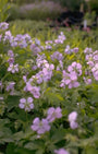 Gevlekte ooievaarsbek - Geranium maculatum 'Chatto'
