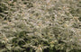 Sierbraam - Rubus thibetanus