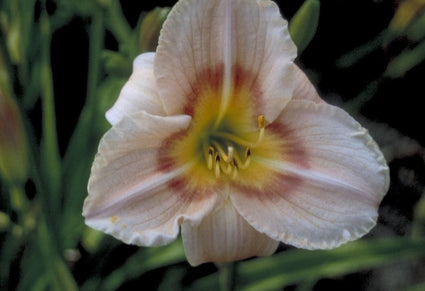 Daglelie - Hemerocallis 'Buffy's Doll'