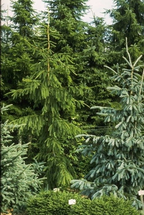 Fijnspar - Picea abies 'Viminalis'