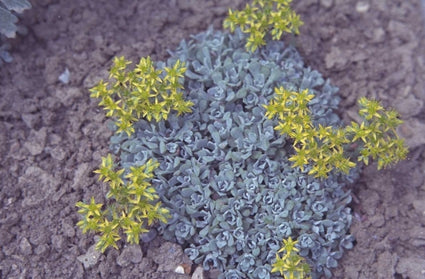 Vetkruid - Sedum spathulifolium