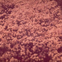 Roze vetkruid - Sedum spurium 'Variegatum'