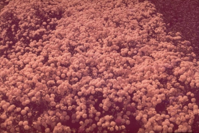 Roze vetkruid - Sedum spurium 'Variegatum'