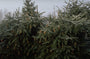 Fijnspar - Picea abies 'Acrocona'