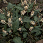 Duizendknoop Persicaria tenuicaulis