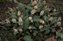Duizendknoop Persicaria tenuicaulis