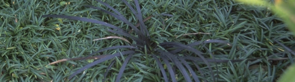 Japanse slangenbaard - Ophiopogon japonicus 'Minor'