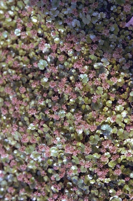Hydrocotyle novae-zelandiae