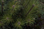 Pinus mugo 'Marand'