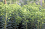 Wolfsmelk - Euphorbia 'Redwing'