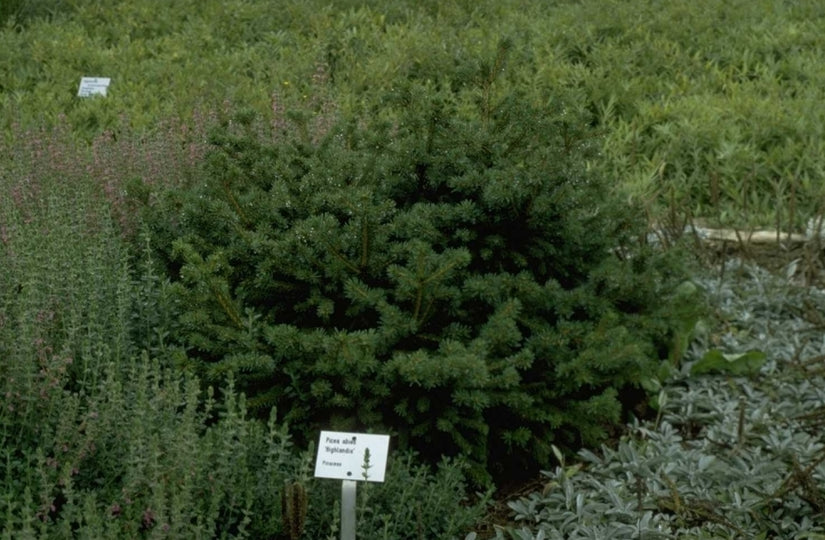 Fijnspar - Picea abies 'Highlandia'
