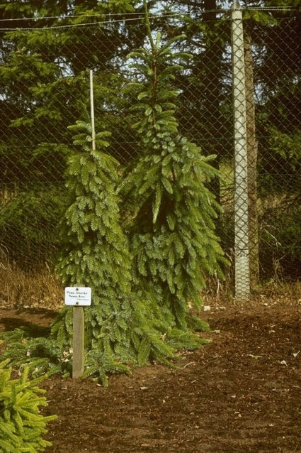 Picea omorika 'Linda'