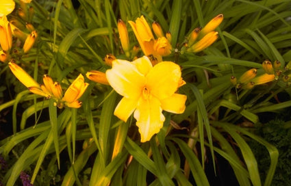 Daglelie - Hemerocallis 'Mary Todd'