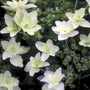 vuurwerkhortensia - Hydrangea macrophylla 'Hanabi'