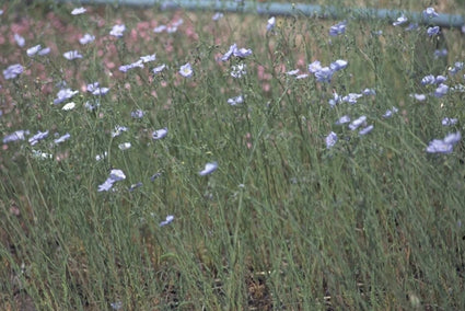 Linum perenne