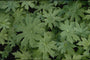 Gipskruid - Gypsophila pacifica