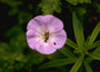 Ooievaarsbek - Geranium wallichianum 'Buxton's Variety'