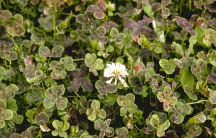 Witte klaver - Trifolium repens 'Pentaphyllum'