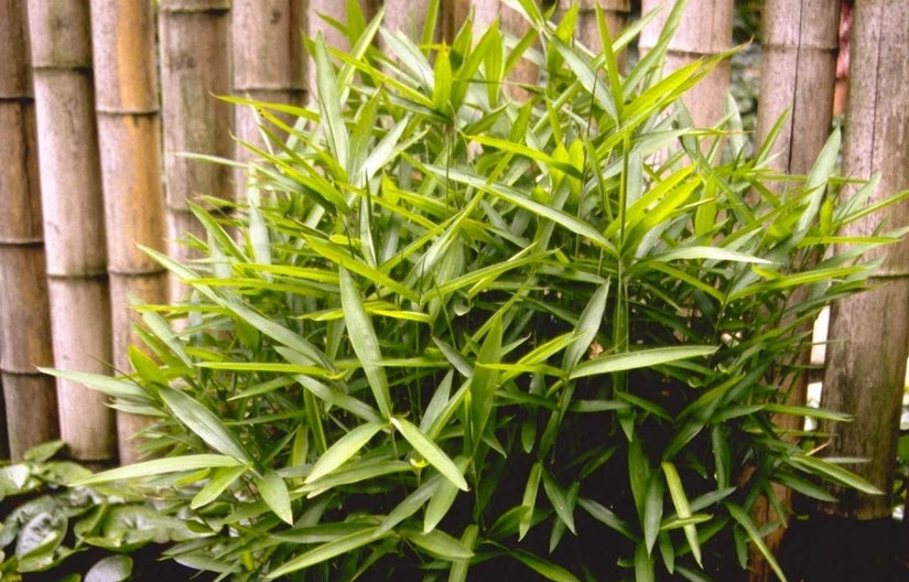 Bamboe - Pleioblastus humilis var. pumilus