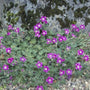 Ooievaarsbek - Geranium 'Orkney Pink'