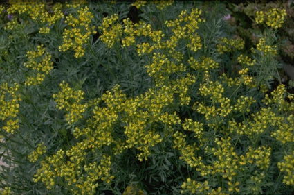 Ruta graveolens 'Jackman's Blue'