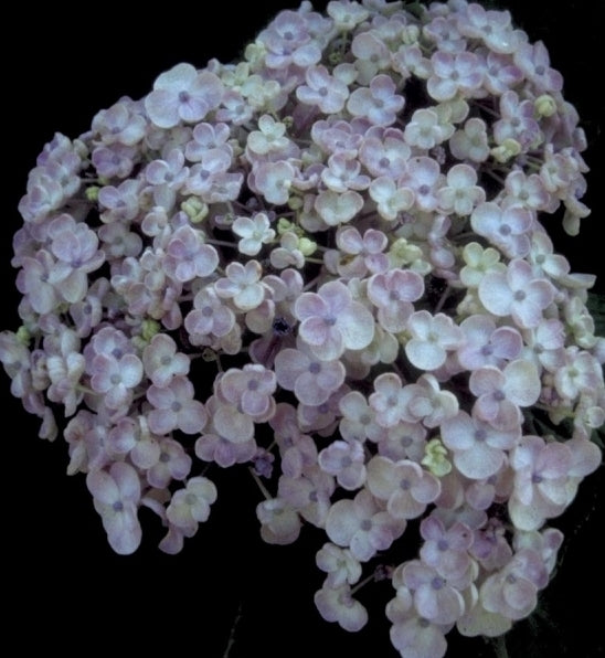 Hortensia - Hydrangea macrophylla 'Ayesha'
