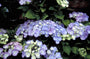 Hortensia - Hydrangea macrophylla 'Blauling'