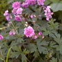 Ooievaarsbek - Geranium himalayense 'Plenum'