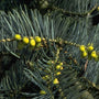 Colorado zilverspar - Abies concolor