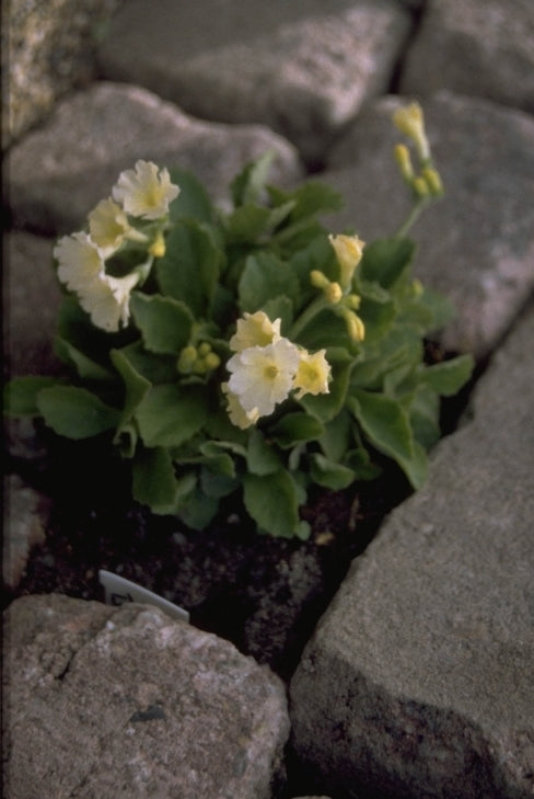 Tuinaurikel - Primula x pubescens 'Bewerly White'