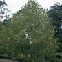 Tulpenboom - Liriodendron tulipifera 'Aureomarginatum'