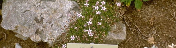 Zandmuur - Arenaria purpurascens