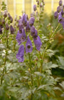 Ridderspoor - Delphinium 'Völkerfrieden'