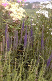 Aar ereprijs - Veronica spicata 'Romiley Purple'
