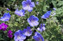 Ooievaarsbek - Geranium himalayense 'Irish Blue'