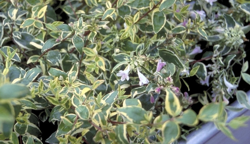 Abelia grandiflora 'Hopley's'
