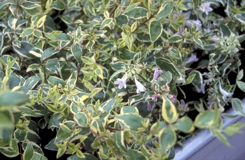 Abelia grandiflora 'Hopley's'
