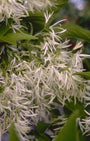 Sneeuwvlokkenboom 'Chionanthus virginicus'