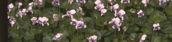 Klimopviooltje - Viola hederacea