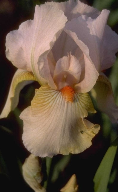 Iris 'Constant Wattez'