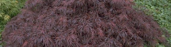 Japanse Esdoorn - Acer palmatum 'Crimson Queen'