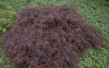 Japanse Esdoorn - Acer palmatum 'Crimson Queen'