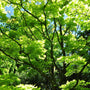 Esdoorn - Acer japonicum aureum
