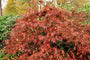 Japanse Esdoorn - Acer palmatum 'Dissectum Garnet'