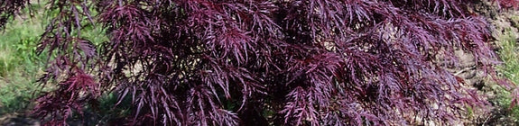 Japanse Esdoorn - Acer palmatum 'Inaba-shidare'