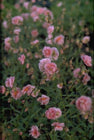Zonneroosje - Helianthemum 'Rose of Leeswood'