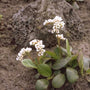 Schoenlappersplant - Bergenia stracheyi 'Alba'