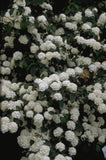 Japanse sneeuwbal - Viburnum Plicatum