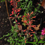 Dropplant rood vlindertuin 