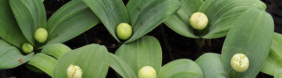 Puinlook - Allium karataviense